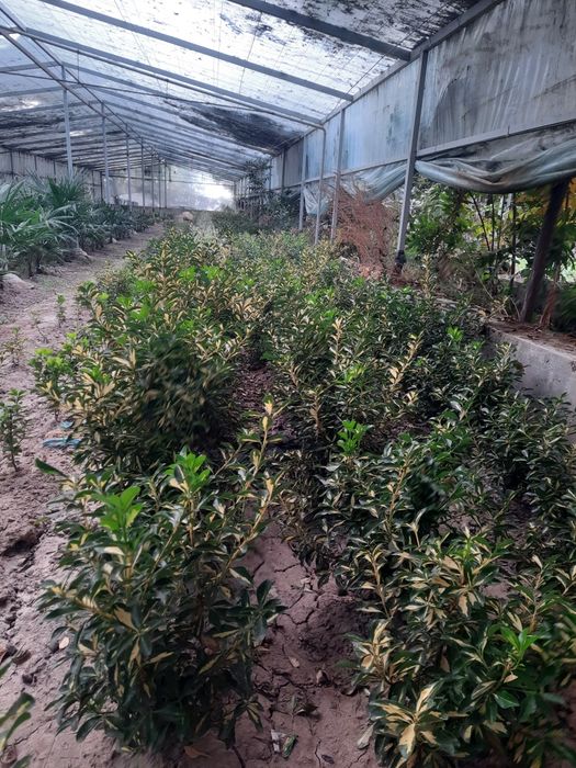 Бердске японский,Euonymus japonicus,Aucuba japonica,Gold Dust Plant op