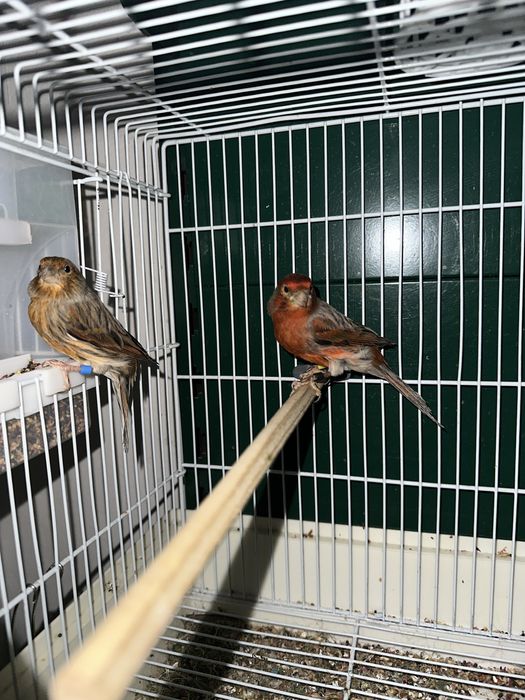 Канарейки черны агат