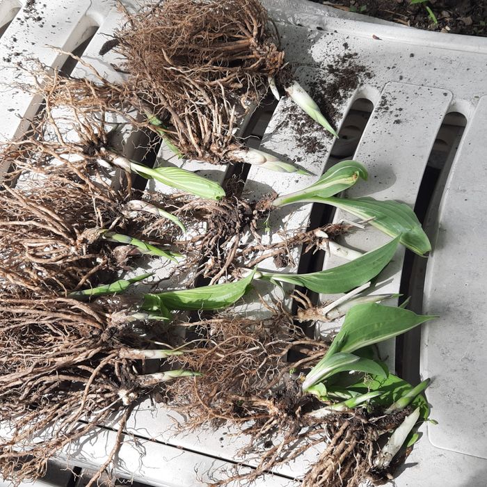 Продам рассаду Хосты четыре  вида