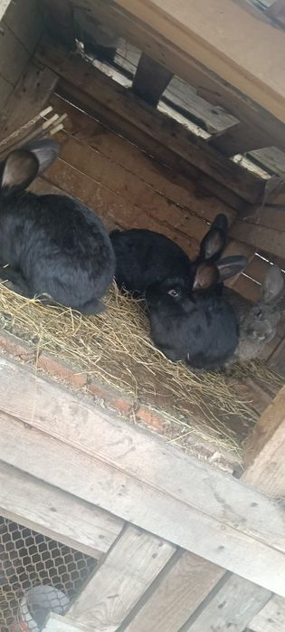 Vând iepuri Ug de 3 luni jumate