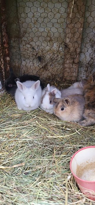 Iepuri cap se leu pitic