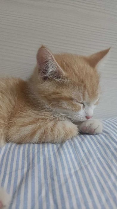 Найденыш котенок
