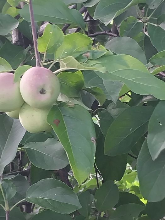 Продам дачу с.о гудок 4.2 Сотки