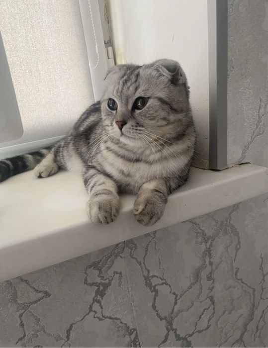вислоухий милый кот