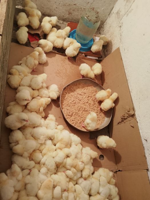 Продам домашних бройлеров