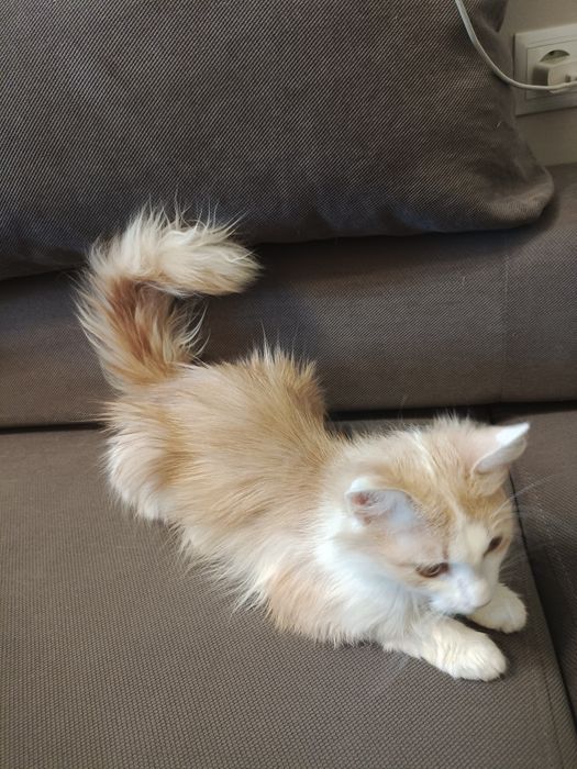 В добрые руки. Срочно!