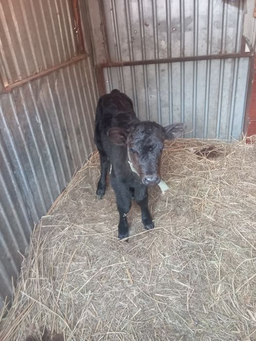 Корова с теленком .