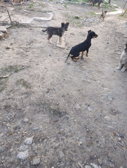 Отдам в хорошие руки щенят