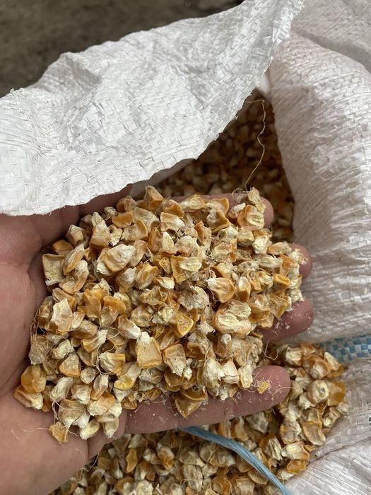 Seminte Porumb Zahara Dessert R78