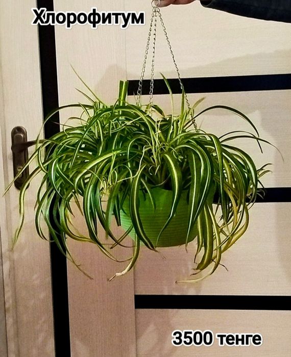 Цветы цветы цветы