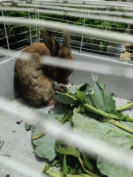 Продам декоративного кролика с клеткой