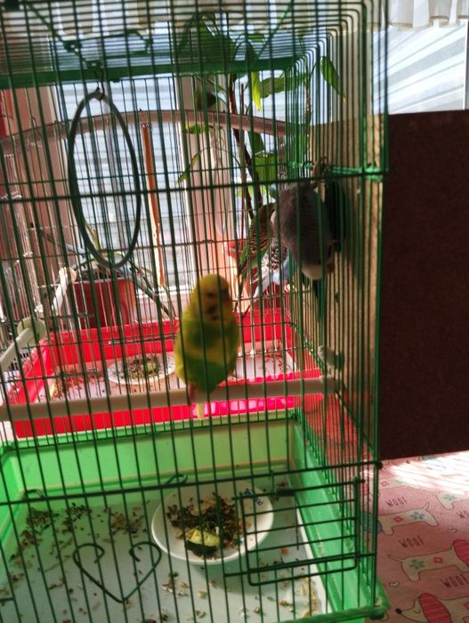 Волнистые попугаи