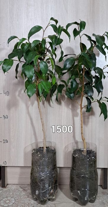 Цветы комнатные продам