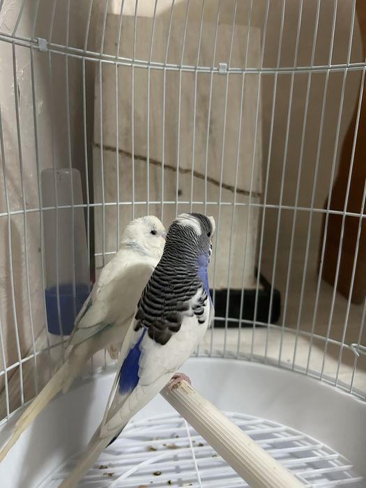 Продам попугай молодые