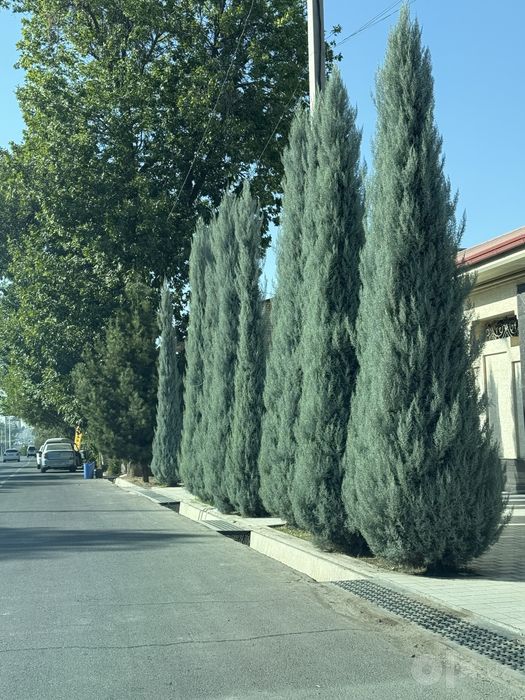 Arizonika Kiparis  Archa Arizonic Keparis Arizonskiy Italiya Aksiya