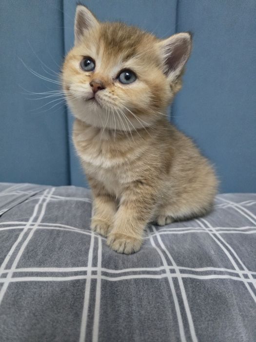 котята в семью Скотиш Страй
