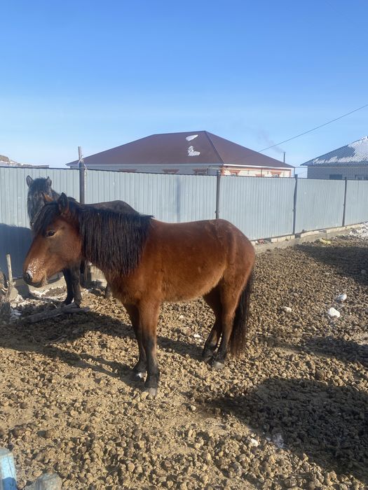 530 мын саудасы бар