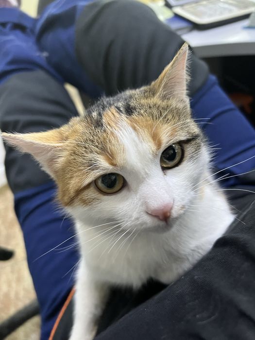 Отдам в добрые руки