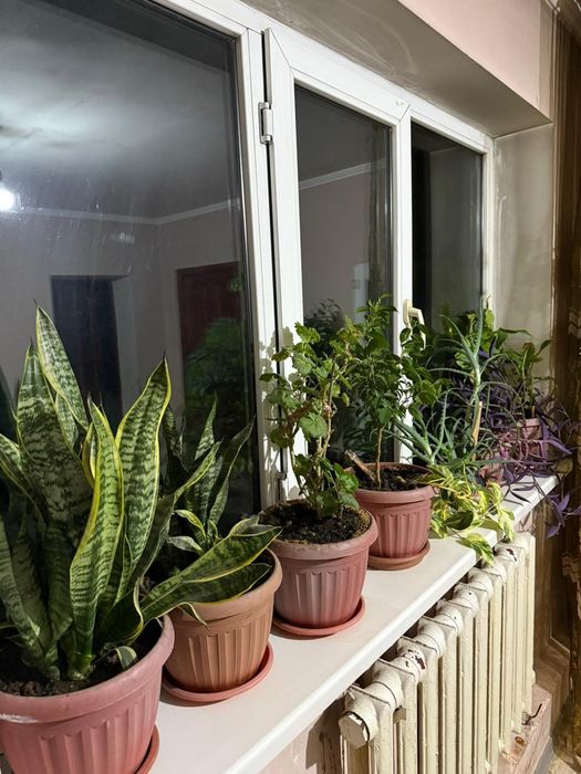 Продам комнатные цветы