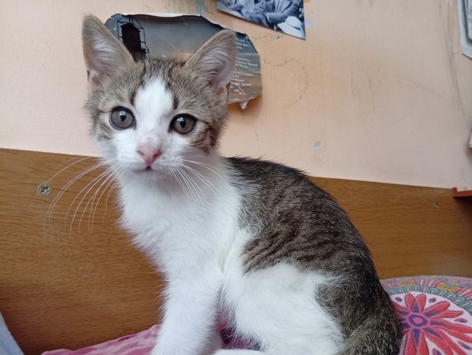 Подарявам красиви котета