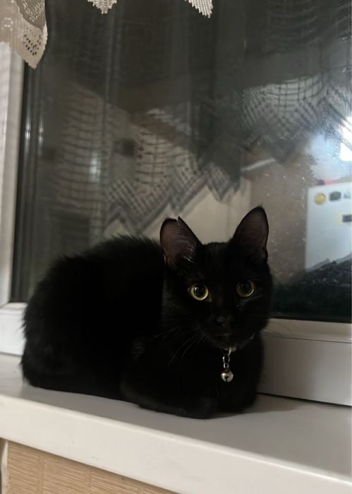 Отдам в хорошие руки, Котенок (девочка)