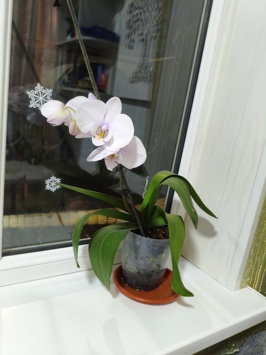 Цветущая орхидея