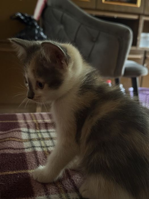 Трехцветный котенок