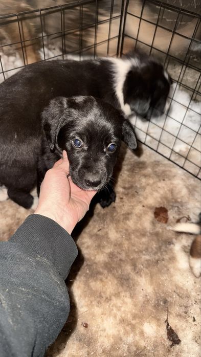 Отдам щенков бесплатно