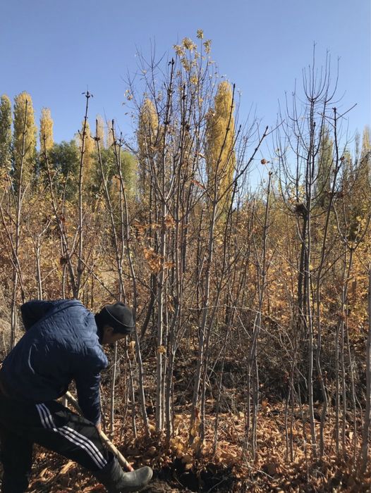 Каштан Самшит Живая изгород Тополь Береза Карагаш саженцы Павлония Туя