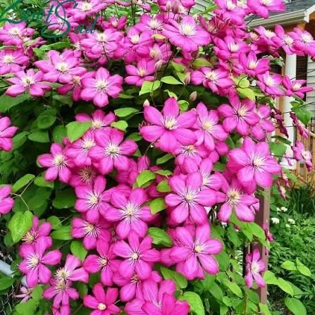 Клематисы в наличии