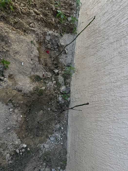 Манго ағашы сатылады