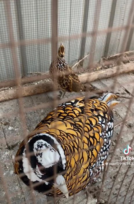 Фазаны разных видов