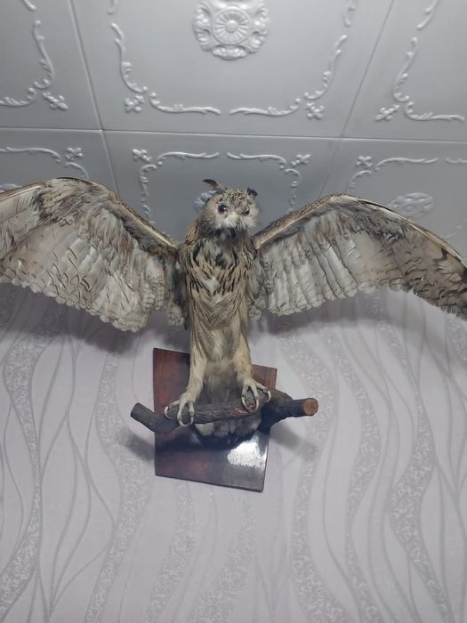 Чучела и рога животных и птиц