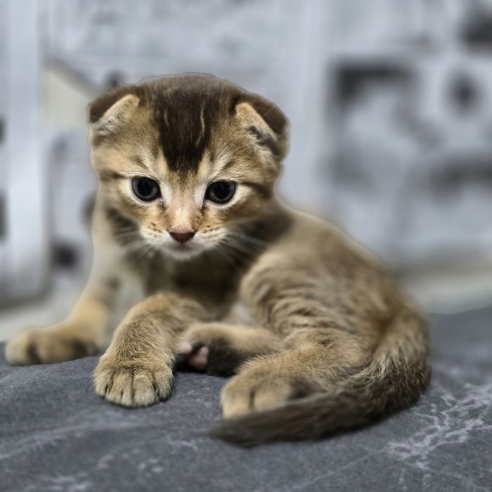 Продаю котят мальчик и девочка