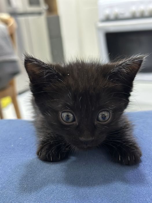 Красивые котята бесплатно