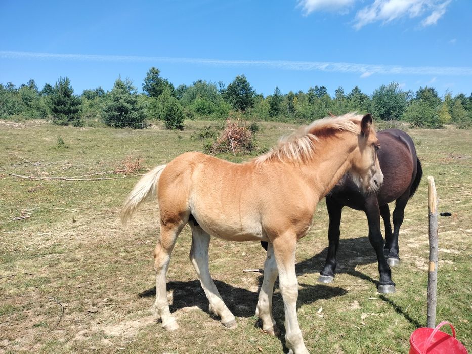 Vînd mînz șarg 9 luni