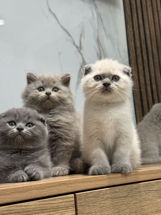 Scottish Fold zotli mushukchalar
