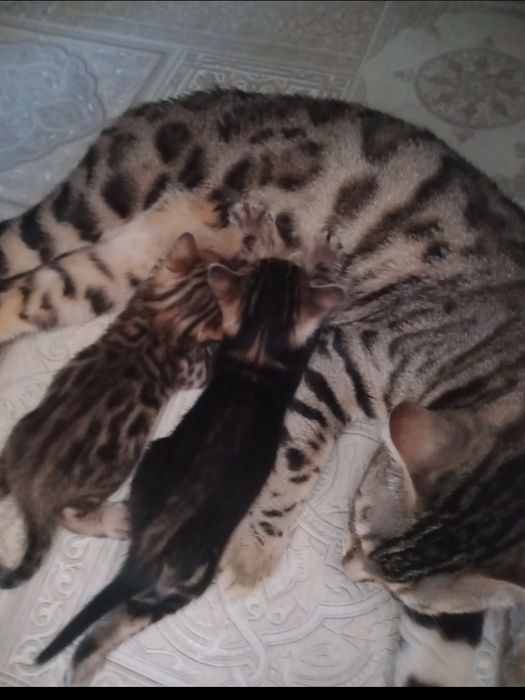 Бенгальский котёнок