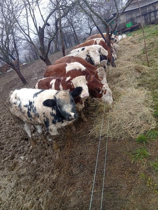 Vând viței femele și masculi
