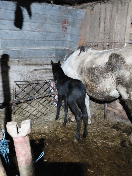 De vânzare iapa de 10 ani cu mânzat de 11 zile