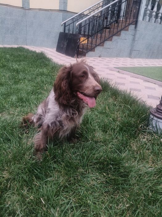 Ищем сучку для случки