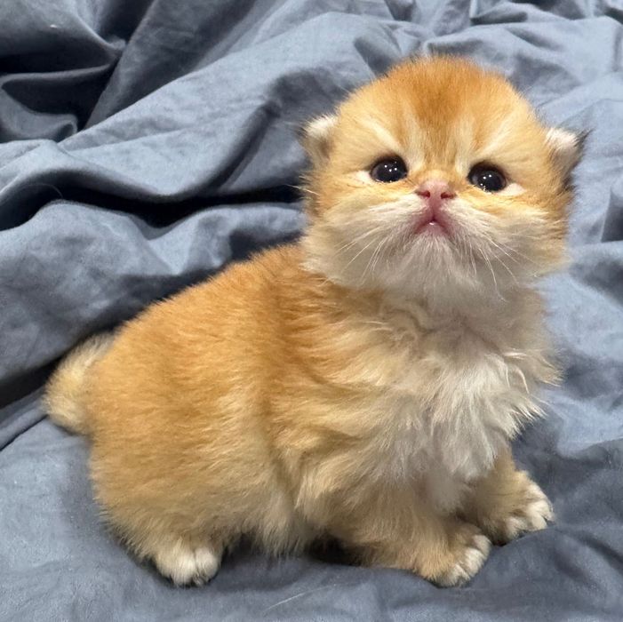 Pisicuță Scottish Longhair aurie – o adevărată ursulețică