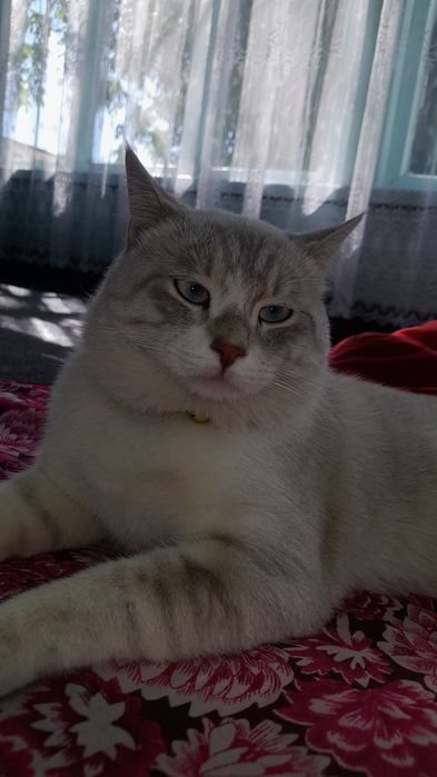 Viyaskaga o'g'il bola