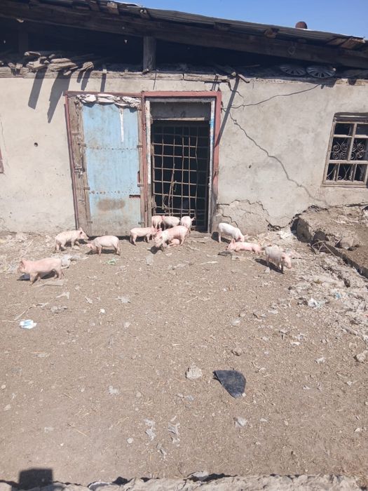 Продам поросят разных