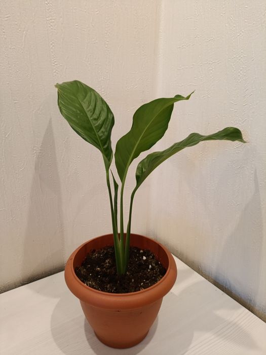 Женское счастье, спатифиллум