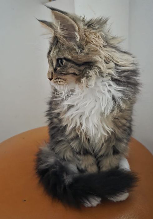 Fetita Maine Coon