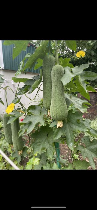 Семена Люффы продам,в наличии