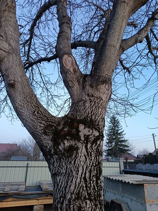 Vând nuc matur pe picior.