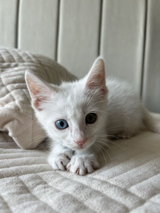 Котенок 2,5 месяца