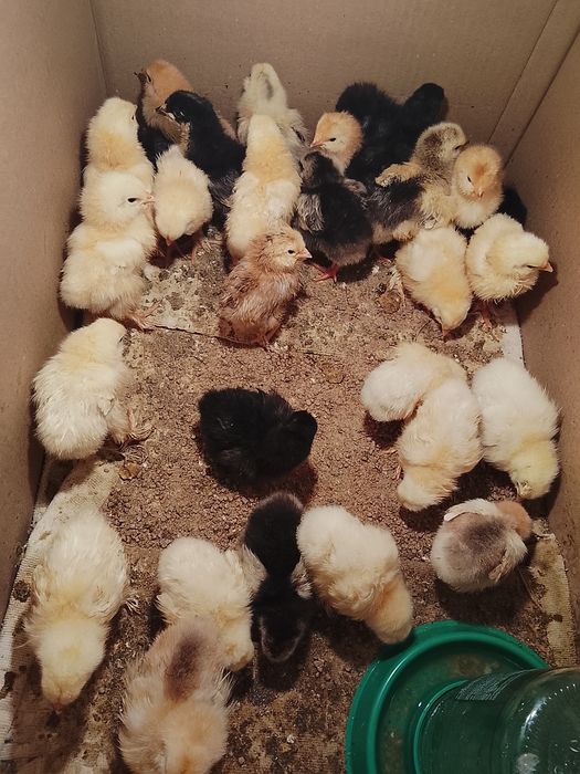 Цыплята брама...